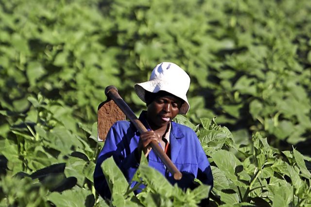 10 FEBRUARY, 2017. Farm workers are seen working the fields.  Bekendvlei Farm in the North West. It was bought by the government a number of years ago and mismanaged. It is now back to its former glory after a new manager started there. PHOTOGRAPH: ALON SKUY